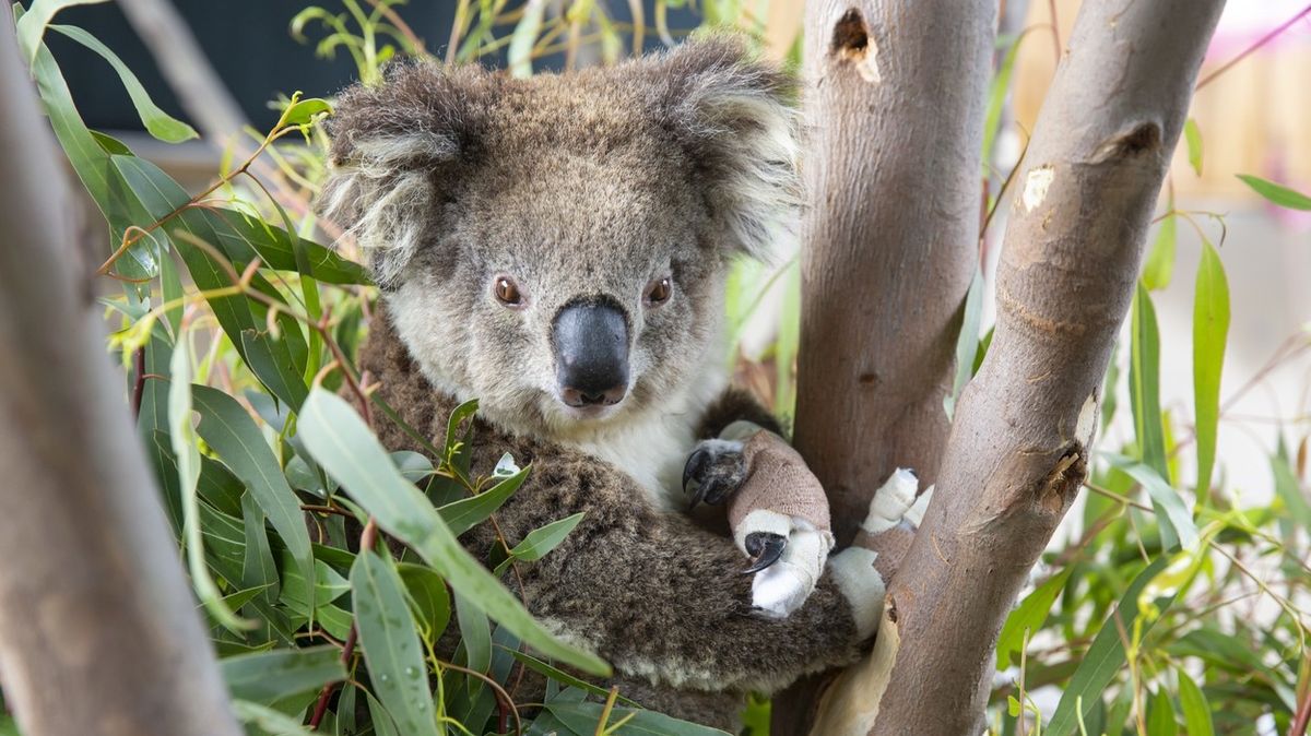 Rodinu šokoval v obýváku živý koala na vánočním stromečku